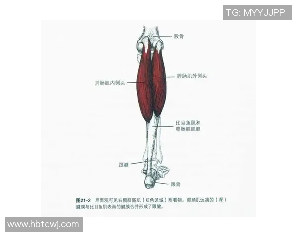 腓肠肌的力量与篮球明星的成功之路探秘